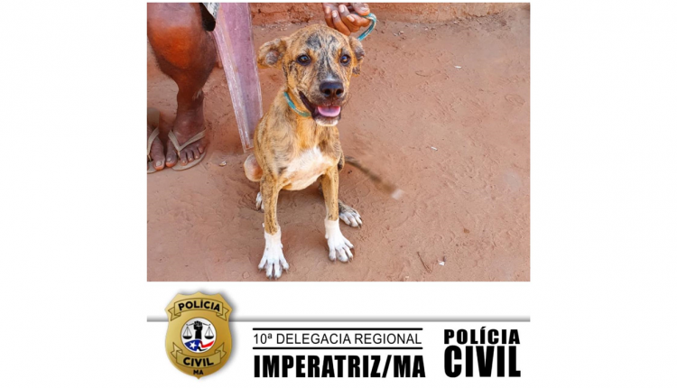 Homem é Preso Suspeito De Maus Tratos A Cachorro No Interior Do Maranhão Jtnews 8773