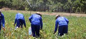 Colônia Agrícola Major César, em Altos, avança na produção e ressocialização dos detentos