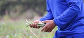 Colônia Agrícola Major César Oliveira,