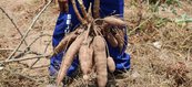 Na unidade penal, atualmente, possui feijão, macaxeira, banana e melancia que são colhidos cultivados pelos reeducandos