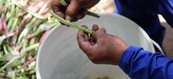 Na unidade penal, atualmente, possui feijão, macaxeira, banana e melancia que são colhidos cultivados pelos reeducandos.