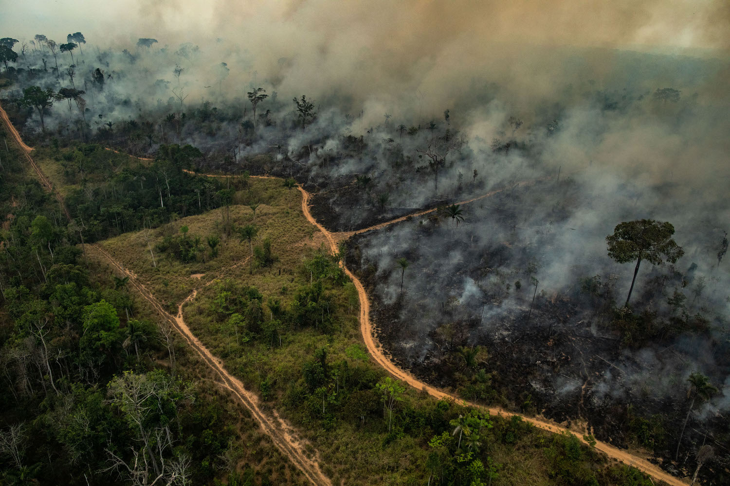 Desmatamento na Amazônia tem redução de mais de 30% no primeiro semestre de 2023
