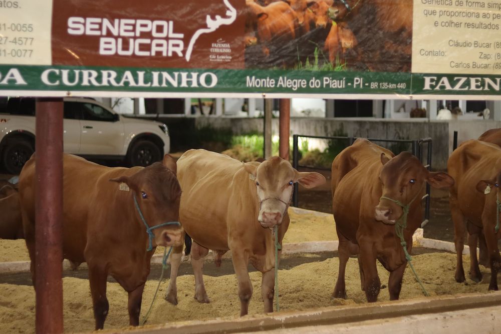 Cavalgada dará início a 73ª Expoapi neste domingo (1º); veja programação.