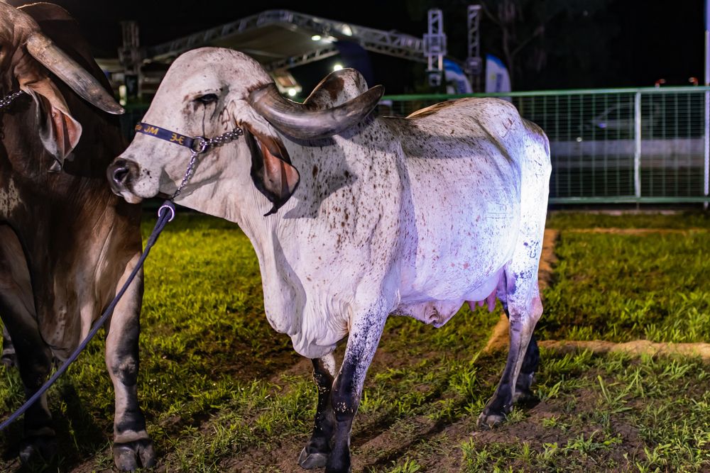 Cavalgada dará início a 73ª Expoapi neste domingo (1º); veja programação.