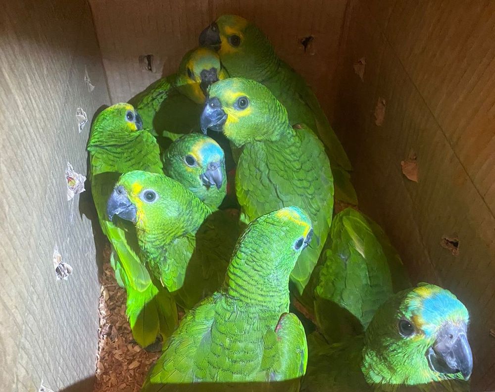 Semarh acolhe aves apreendidas em ação da Polícia Militar contra o tráfico de animais silvestres em Lagoa do Barro