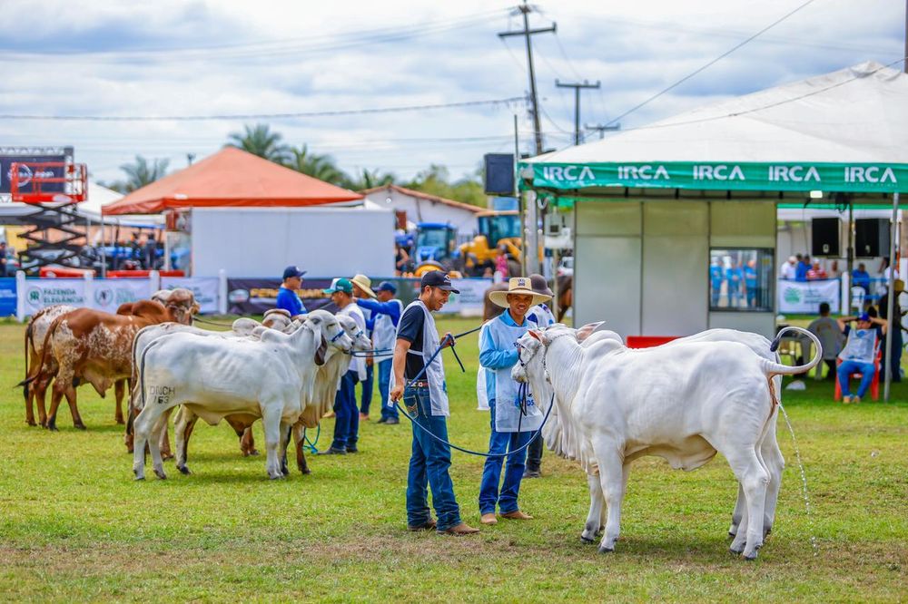 Etapa da maior exposição brasileira de gado nelore reúne criadores de todo país na Expoapi