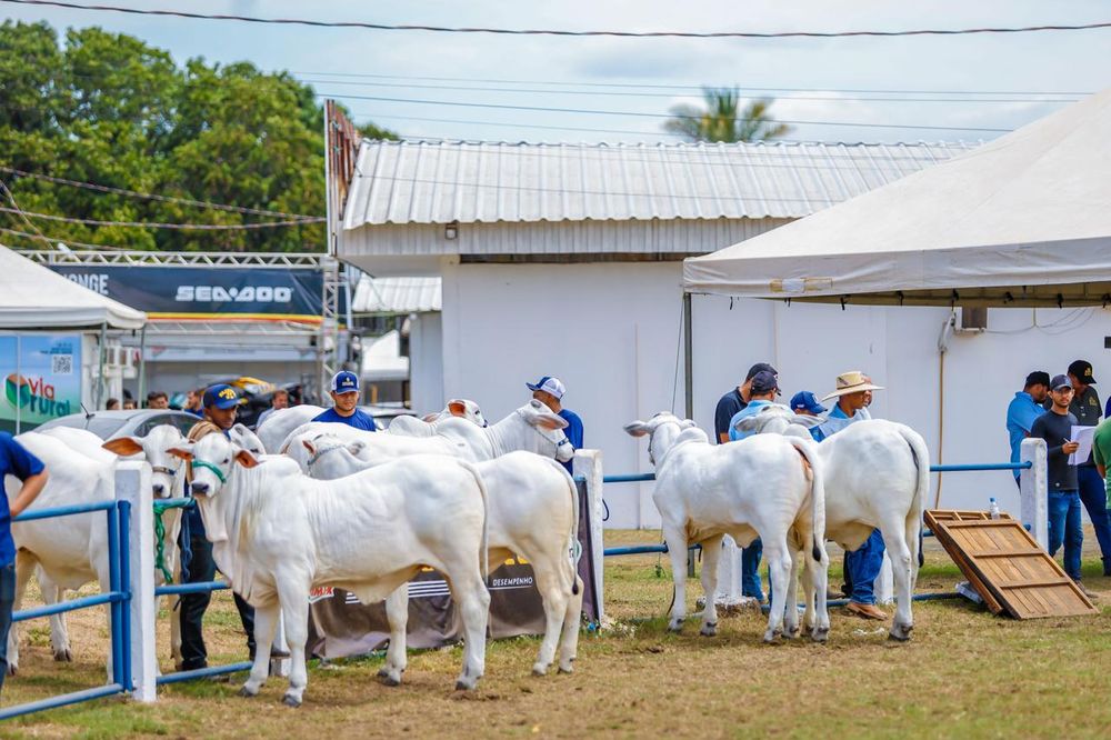 Etapa da maior exposição brasileira de gado nelore reúne criadores de todo país na Expoapi