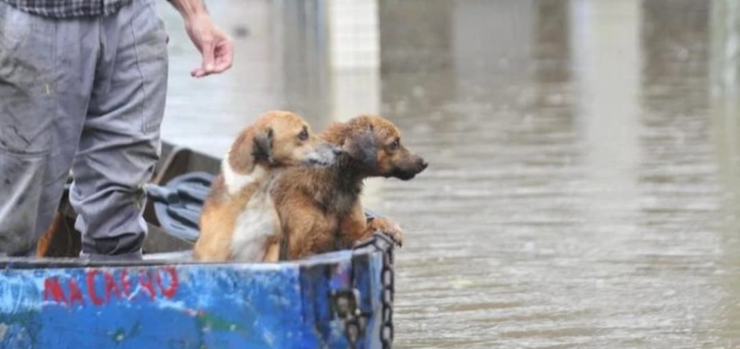Animais em meio às enchentes no Rio Grande do Sul