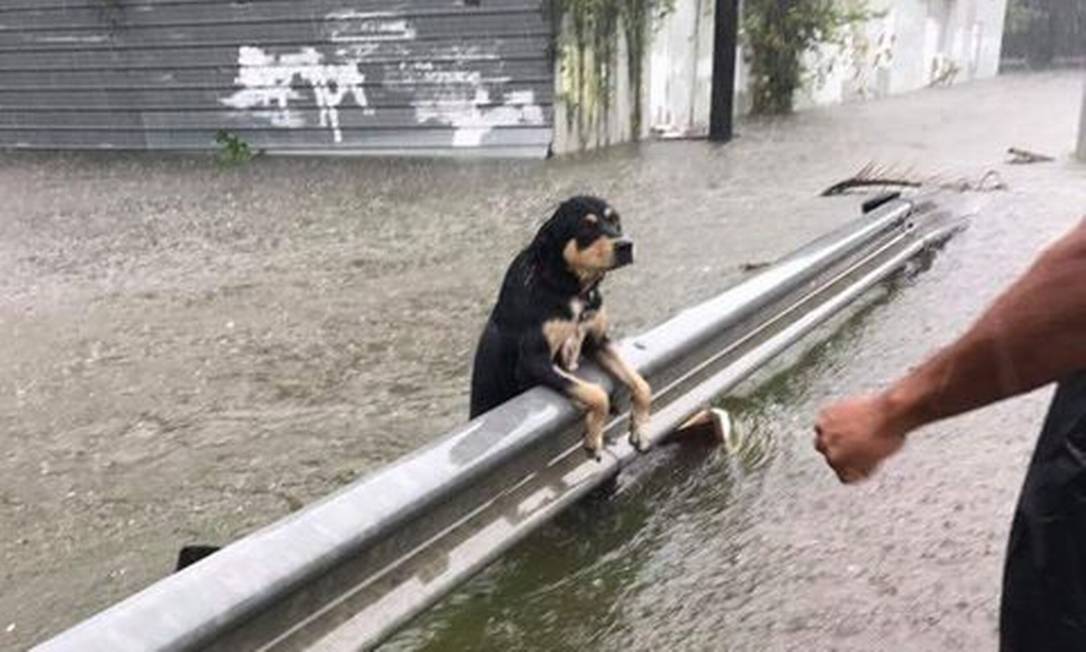 Animais em meio às enchentes no Rio Grande do Sul