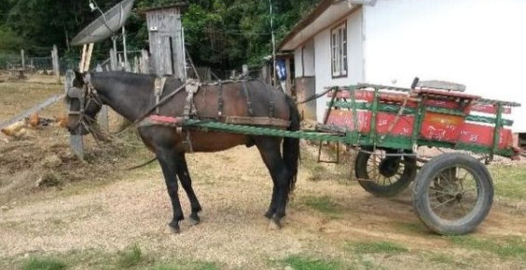 Cavalo com carroça