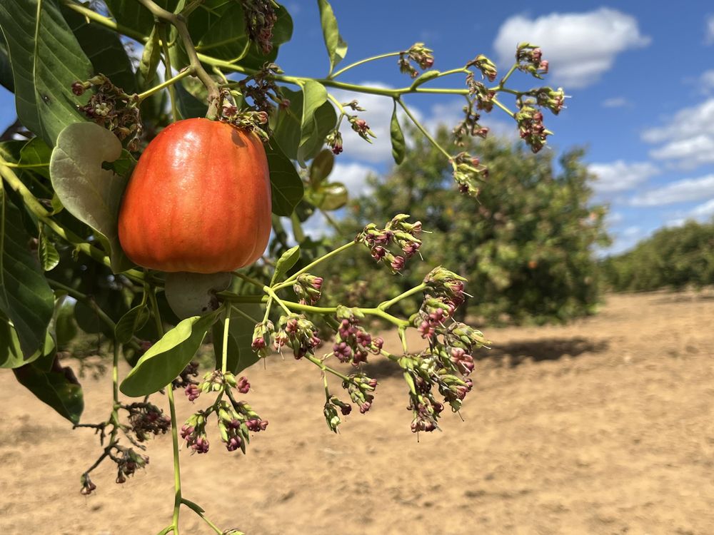 Com aumento na produção de caju, Piauí tem a 2ª maior área plantada no Brasil