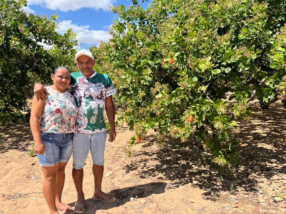 Com aumento na produção de caju, Piauí tem a 2ª maior área plantada no Brasil