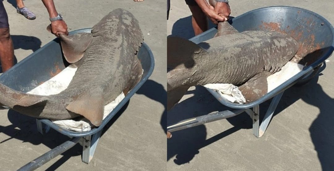 Tubarão-lixa assusta banhistas na praia de Maramar em Luís Correia