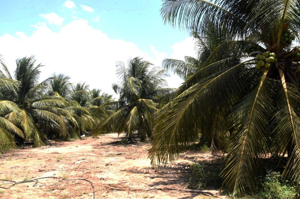 Tabuleiros litorâneos - região Norte do Piauí