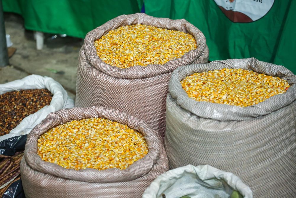 Entregas de sementes fazem parte do Programa de Valorização da Agricultura Familiar