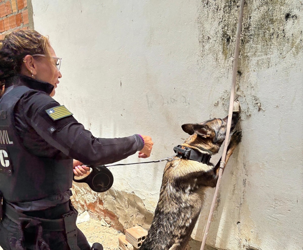 Cães farejadores prestaram apoio na operação