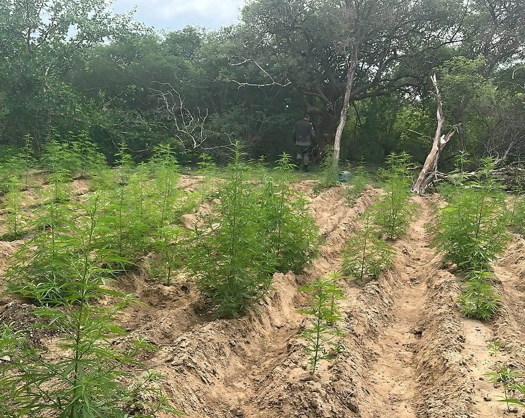 Roças de maconha